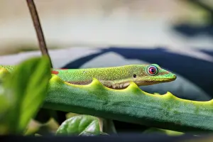Gecko Prints: Gold dust day gecko (Phelsuma laticauda) walking down spiky leaf, Hawaii, USA
