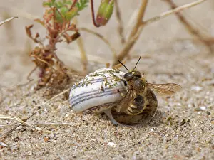 Glamorgan Prints: Gold-fringed mason bee (Osmia aurulenta) emerging from its nest in an old snail shell in coastal sand dunes
