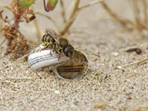 Glamorgan Prints: Gold-fringed mason bee (Osmia aurulenta) entering its nest in an old snail shell in coastal sand dunes