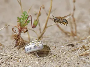 Glamorgan Prints: Gold-fringed mason bee (Osmia aurulenta) flying towards its nest in an old snail shell in coastal sand dunes