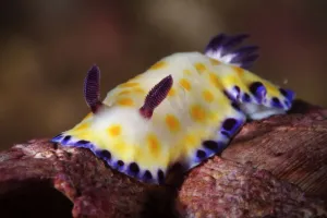 Gold-spotted Chromodorid nudibranch (Chromodoris aureopurpurea, Ninepin Group or Kwo Chau Islands