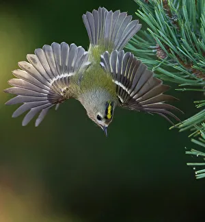 Southwest Finland Prints: Goldcrest (Regulus regulus) in flight, portrait, Parainen Uto, Finland. September