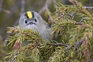 Scandinavia Collection: Goldcrest (Regulus regulus) perched in tree. Uto, Finland. April