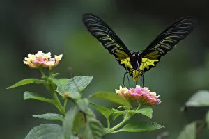 March 2021 Highlights Gallery: Golden Birdwing butterfly (Troides aeacus) Sheding Forest park, Kenting National Park