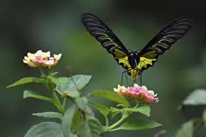 Golden Birdwing butterfly (Troides aeacus) Sheding Forest park, Kenting National Park