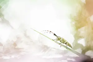 Rhinotia Prints: Golden-bloomed grey longhorn beetle (Agapanthia villosoviridescens) portrait