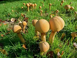 London Prints: Golden bootlegs (Phaeolepiota aurea) growing on grass