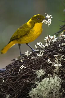 Golden Bowerbird (Prionodura newtoniana), placing flowers on bower, Ravenshoe