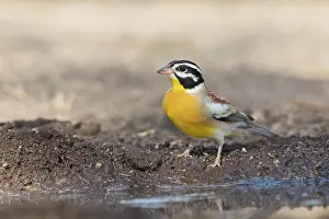 Bunting Prints: Golden-breasted bunting (Emberiza flaviventris) standing on the ground