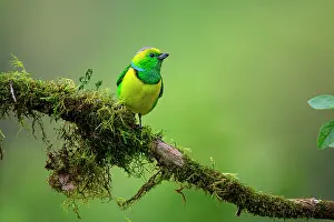 Montane Forest Prints: Golden-browed chlorophonia (Chlorophonia callophrys) male