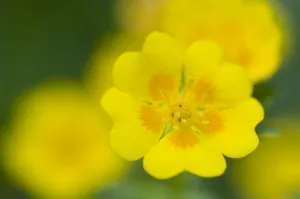 Images Dated 25th June 2009: Golden cinquefoil (Potentilla aurea) flowers, Liechtenstein, June 2009