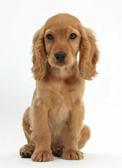 Portraits Collection: Golden Cocker Spaniel puppy, Maizy, sitting