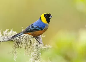 Montane Forest Collection: Golden-collared Tanager (Iridosornis jelskii), in the Peruvian cloud forest