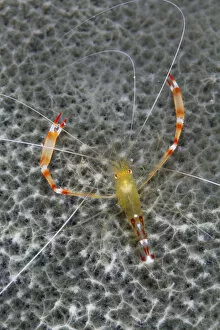 Images Dated 3rd April 2020: Golden coral shrimp (Stenopus scutellatus), Cienaga de Zapata National Park