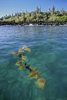 Images Dated 7th January 2014: Golden cownose rays (Rhinoptera steindachnyri) schooling in sheltered mangrove lagoon