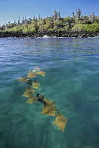 Golden cownose rays (Rhinoptera steindachnyri) schooling in sheltered mangrove lagoon