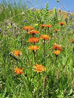 Meadow Prints: Golden crepis (Crepis aurea) in flower in mountainside meadow