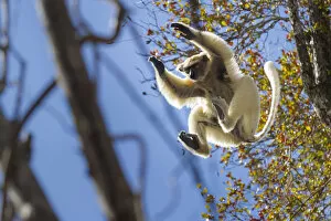 Golden-crowned Sifaka (Propithecus tattersalli) leaping through forest canopy. Forests