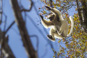 On The Move Prints: Golden-crowned Sifaka (Propithecus tattersalli) leaping through forest canopy. Forests