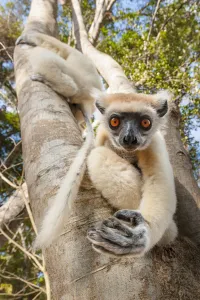 Uncatalogued Prints: Golden-crowned Sifaka or Tattersalls Sifaka (Propithecus tattersalli) climbing