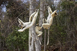 Images Dated 27th October 2015: Golden-crowned Sifakas or Tattersalls Sifakas (Propithecus tattersalli) feeding