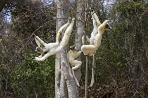 Golden-crowned Sifakas or Tattersalls Sifakas (Propithecus tattersalli) feeding