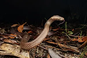 Elapid Prints: Golden-crowned snake (Cacophis squamulosus) threat display