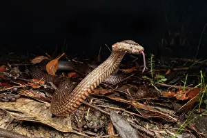 Elapid Prints: Golden-crowned snake (Cacophis squamulosus) threat display
