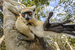 Golden-crowned or Tattersalls sifaka (Propithecus tattersalli)