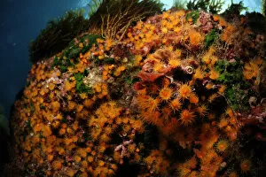 Anthozoans Gallery: Golden cup coral (Astroides calycularis) Malta, Mediteranean, May 2009