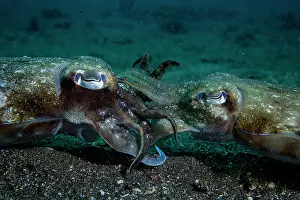 Sepiidae Prints: Golden cuttlefish (Sepia esculenta) pair mating