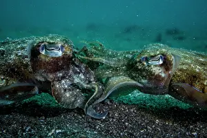 Sepiidae Prints: Golden cuttlefish (Sepia esculenta) pair mating