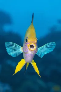 Golden damsel (Amblyglyphidodon aureus) male aggressively defends his territory on a