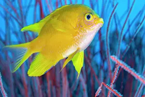 Papua New Guinea Prints: Golden damsel (Amblyglyphidodon aureus) swimming among Sea whips (Ellisella sp)