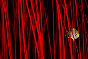 Golden damselfish (Amblyglyphidodon aureus) hiding amongst the branches of red whip coral