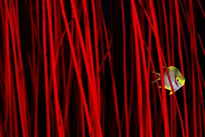 Golden damselfish (Amblyglyphidodon aureus) hiding amongst the branches of red whip coral