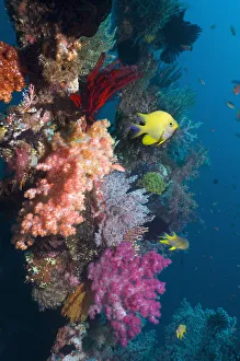 Small Group Of Animals Prints: Golden damselfish (Amblyglyphidodon aureus) swimming past coral reef wall with colourful
