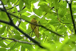 Fiji Prints: Golden dove (Ptilinopus luteovirens) male
