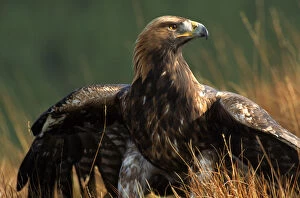 Aquila Chrysaetos Gallery: Golden eagle, 4th year male, Scotland. Captive bird