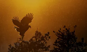 Aquila Prints: Golden Eagle adult (Aquila chrysaetos) silhouetted in tree after sunset, Kuusamo