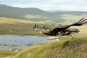 Golden eagle (Aquila chrysaetos) adult female taking off, flying over mountain landscape