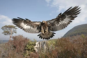 Golden eagle (Aquila chrysaetos) sub-adult male (two years) flying down to take prey