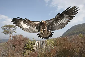 Action Gallery: Golden eagle (Aquila chrysaetos) sub-adult male (two years) flying down to take prey