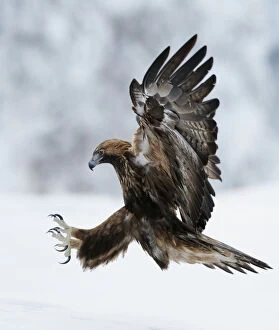 Images Dated 7th February 2011: Golden Eagle (Aquila chrysaetos) coming in to land with claws spread. Kuusamo, Finland