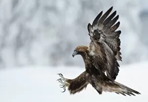 Images Dated 7th February 2011: Golden Eagle (Aquila chrysaetos) pouncing in flight with claws brandished. Kuusamo