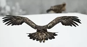 Aquila Chrysaetos Gallery: Golden Eagle (Aquila chrysaetos) in flight rear view, Kuusamo, Finland, February