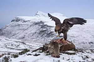 Golden eagle (Aquila chrysaetos) feeding on Red deer (Cervus elaphus) carcass, Assynt