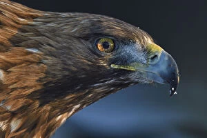 Images Dated 3rd December 2017: Golden eagle (Aquila chrysaetos) male head portrait, Kalvtrask, Vasterbotten, Sweden