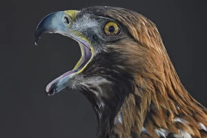 Aquila Chrysaetos Gallery: Golden eagle (Aquila chrysaetos) male head portrait beak open calling, Kalvtrask
