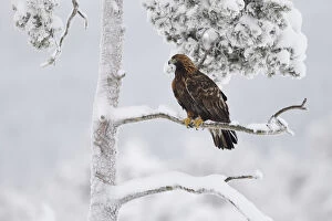 Aquila Chrysaetos Gallery: Golden eagle (Aquila chrysaetos) perched in snow covered tree. Kalvtrask, Vasterbotten